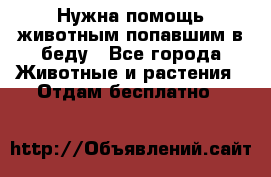 Нужна помощь животным попавшим в беду - Все города Животные и растения » Отдам бесплатно   